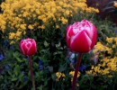 Két tulipán