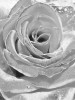 Ezüst rózsa