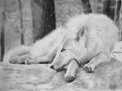 Fehér farkas
