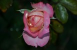 Rózsa a kertemben :)