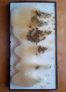 Méh viasz