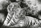 Fehér tigris pár