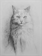 Macska portré (Török angora)