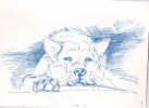 Akita :)