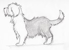 Bobtail