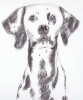 dalmata
