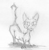 Evil cat