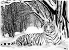 Fehér Tigris