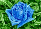 Hope - Kék rózsa