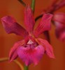 orhidea 2
