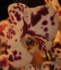 orhidea 3