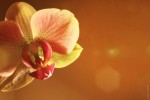 orchidea 