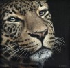Leona, az afrikai leopárd