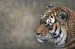 Vlad, a szibériai tigris