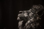 oroszlán2